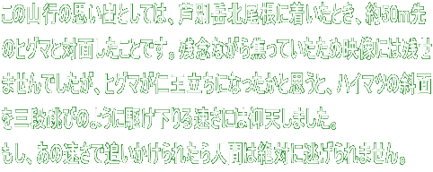 この山行の思い出としては、芦別岳北尾根に着いたとき、約50m先 のヒグマと対面したことです。残念ながら焦っていたため映像には残せ ませんでしたが、ヒグマが仁王立ちになったかと思うと、ハイマツの斜面 を三段跳びのように駆け下りる速さには仰天しました。 もし、あの速さで追いかけられたら人間は絶対に逃げられません。